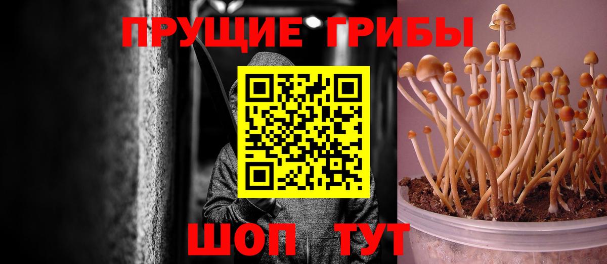 Галлюциногенные грибы Psilocybe Краснокаменск
